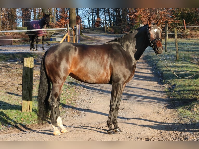 Cheval de sport allemand Jument 5 Ans 173 cm Bai brun foncé in Wuppertal