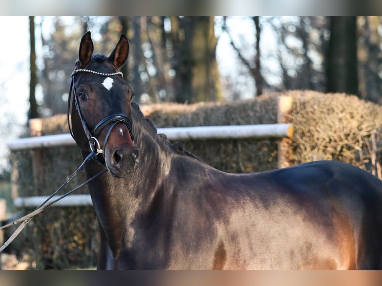 Cheval de sport allemand Jument 5 Ans 173 cm Bai brun foncé in Wuppertal