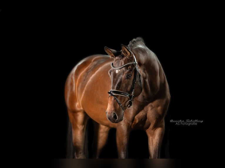 Cheval de sport allemand Jument 5 Ans 173 cm Bai in Herrenberg