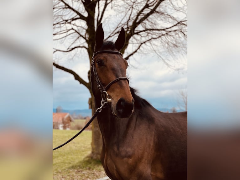 Cheval de sport allemand Jument 5 Ans 173 cm in Haldenwang