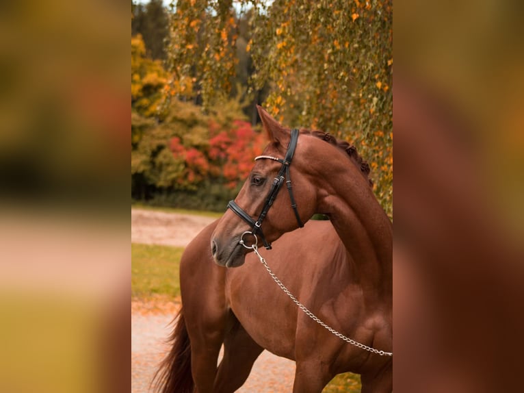 Cheval de sport allemand Jument 5 Ans 175 cm Alezan in Ermke