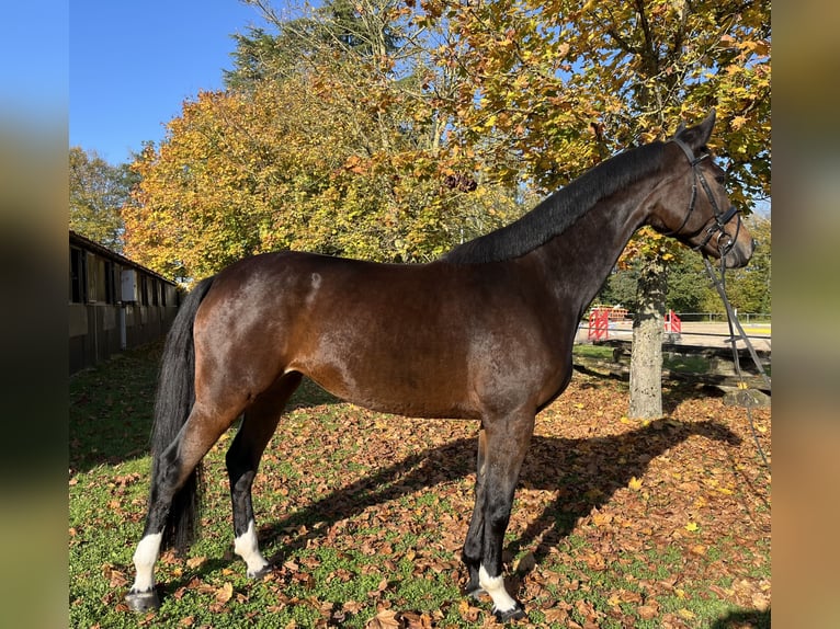 Cheval de sport allemand Jument 5 Ans 175 cm Bai brun in Überherrn