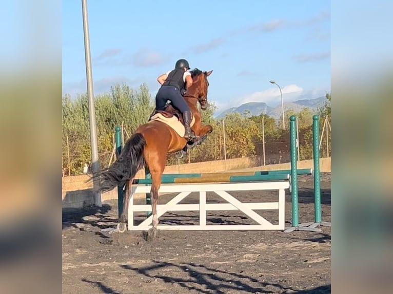 Cheval de sport allemand Jument 5 Ans 175 cm Bai cerise in Marratxí