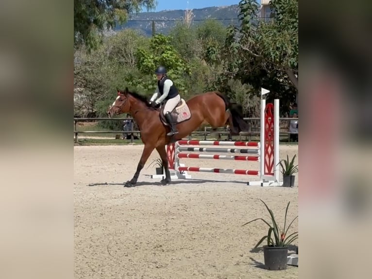 Cheval de sport allemand Jument 5 Ans 175 cm Bai cerise in Marratxí