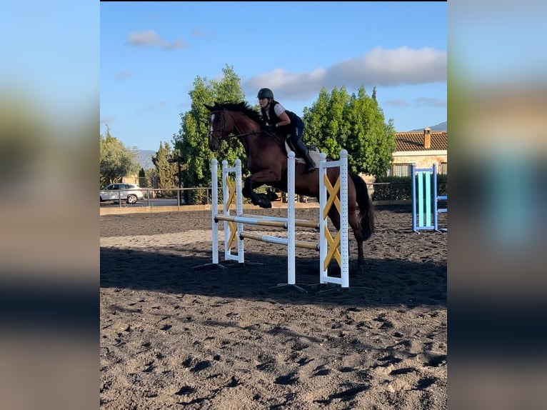 Cheval de sport allemand Jument 5 Ans 175 cm Bai cerise in Marratxí