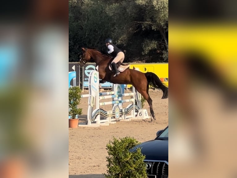 Cheval de sport allemand Jument 5 Ans 175 cm Bai cerise in Marratxí