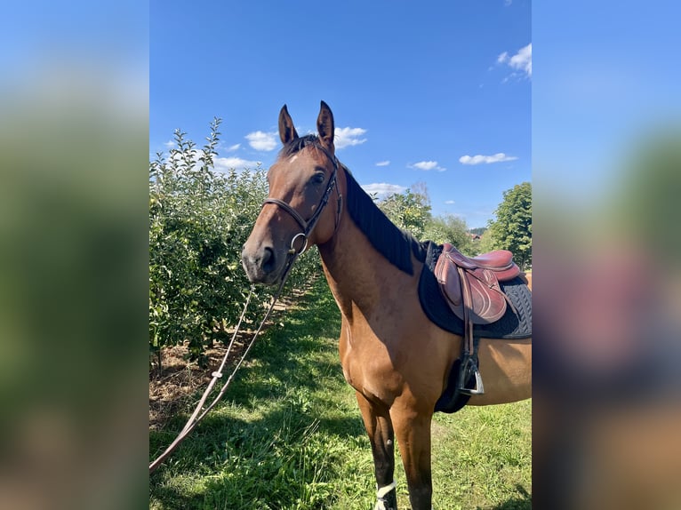 Cheval de sport allemand Jument 5 Ans 175 cm Bai in Lindau (Bodensee)