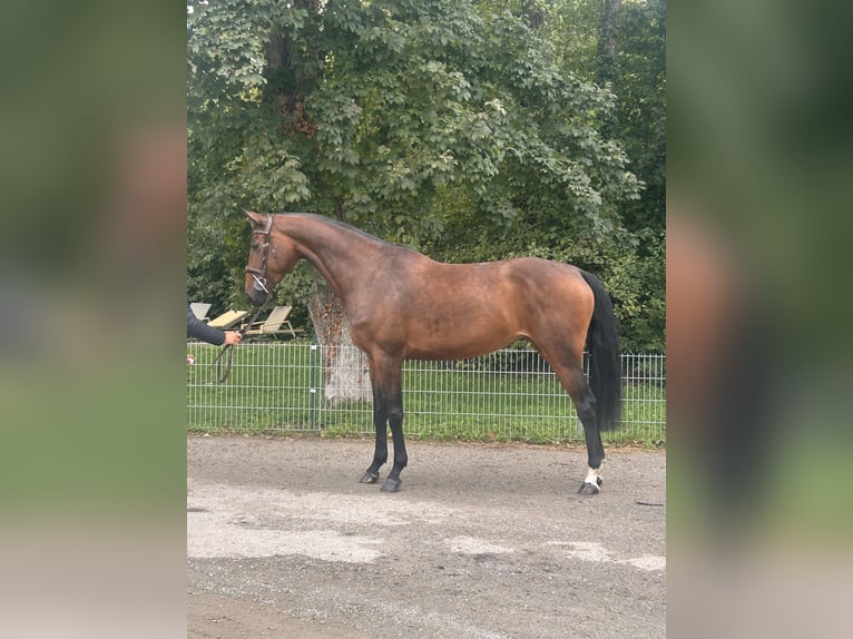 Cheval de sport allemand Jument 5 Ans 175 cm Bai in Margarethen am Mood