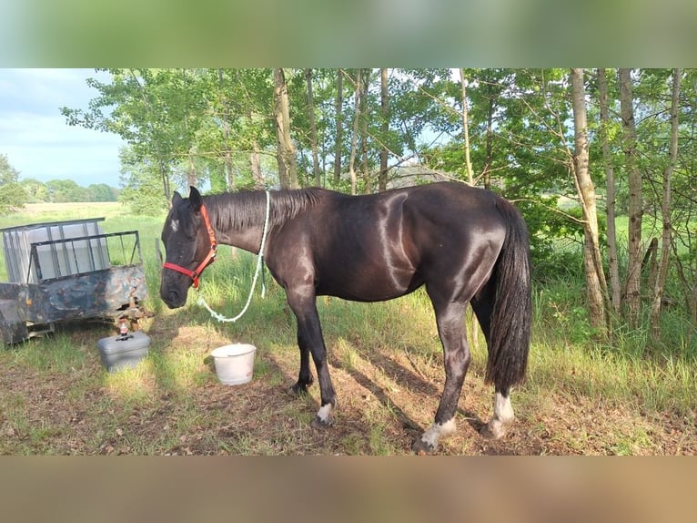 Cheval de sport allemand Jument 5 Ans 175 cm Noir in Neustadt dosse