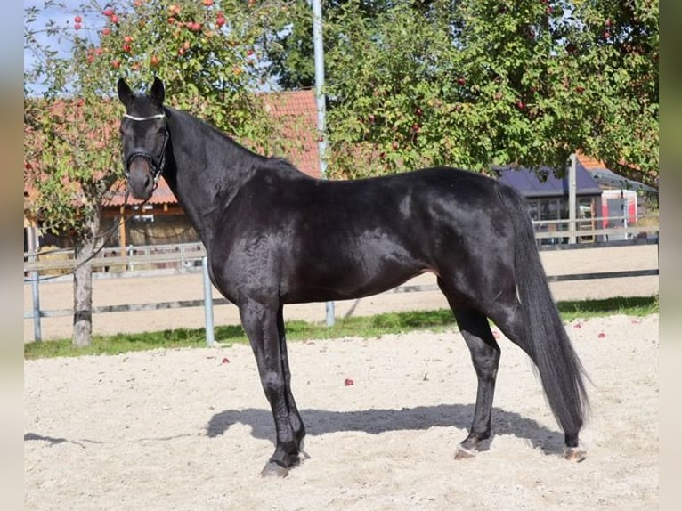 Cheval de sport allemand Jument 5 Ans 176 cm Bai brun in Osnabrück