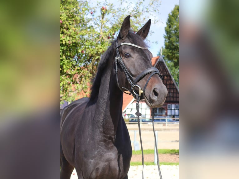Cheval de sport allemand Jument 5 Ans 176 cm Bai brun in Osnabrück