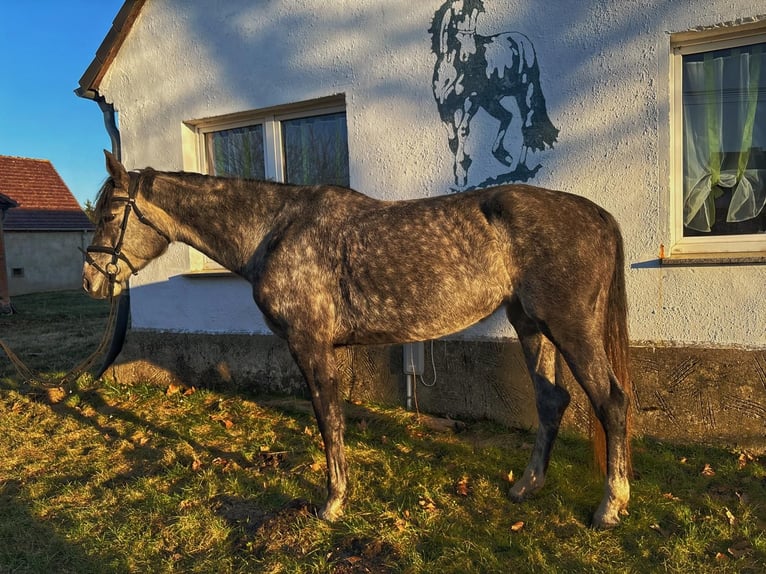 Cheval de sport allemand Jument 5 Ans 178 cm Gris in MissenCalau