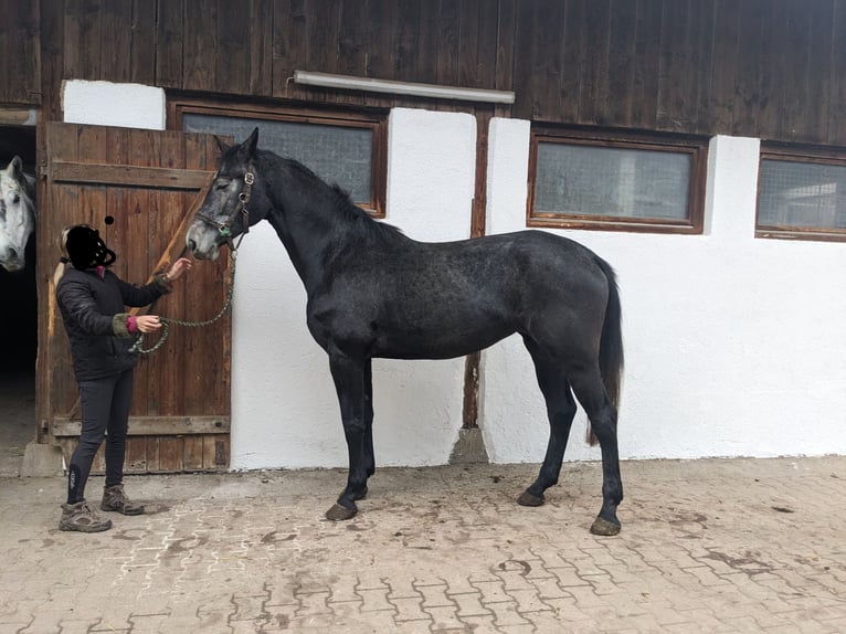 Cheval de sport allemand Jument 5 Ans Gris pommelé in Bretzfeld Cheval de sport allemand Jument 5 Ans Gris pommelé in Bretzfeld
