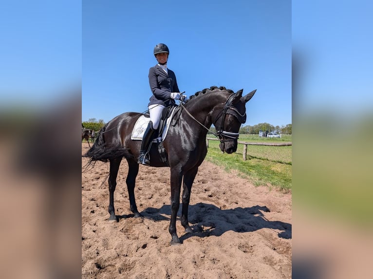 Cheval de sport allemand Jument 5 Ans Noir in Dessau