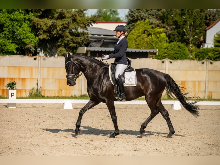 Cheval de sport allemand Jument 5 Ans Noir in Dessau