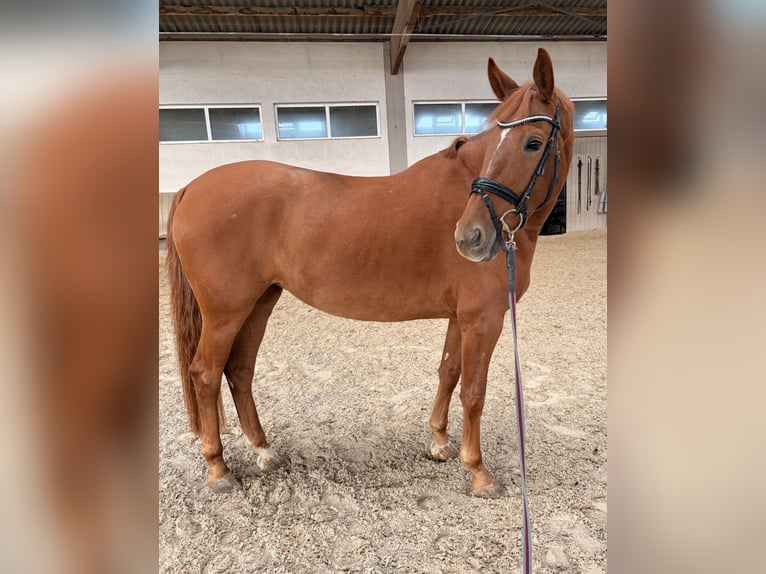 Cheval de sport allemand Jument 6 Ans 158 cm Alezan in Korntal-Münchingen