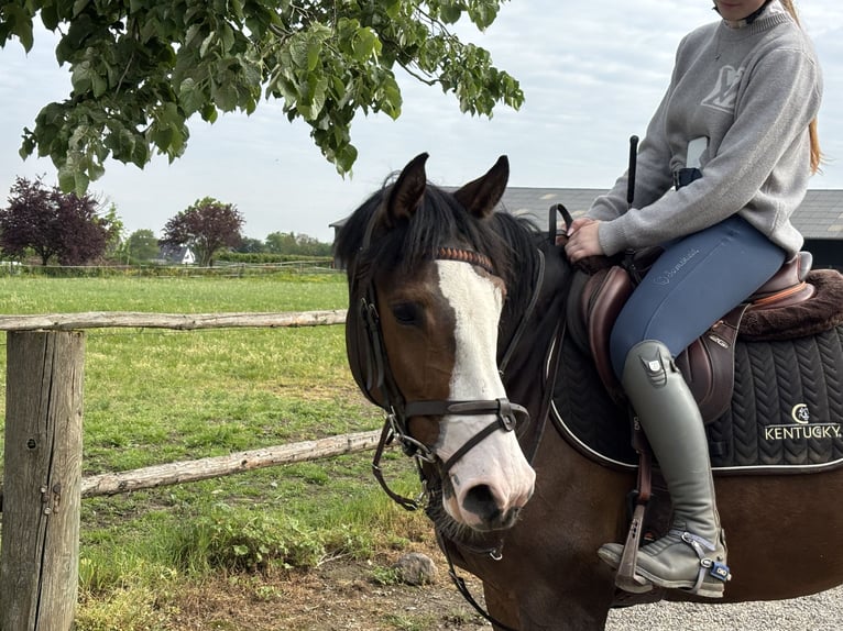 Cheval de sport allemand Jument 6 Ans 158 cm Bai brun in Grevenbroich