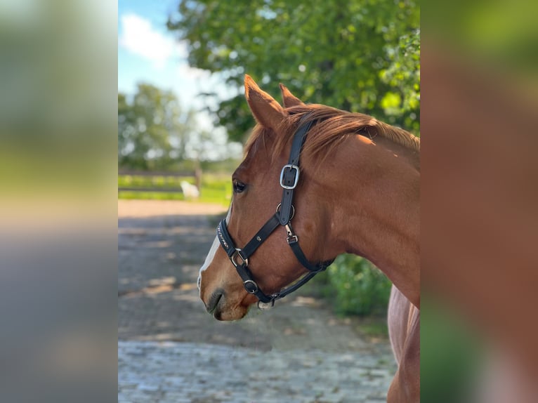 Cheval de sport allemand Jument 6 Ans 160 cm Alezan in Schiffdorf