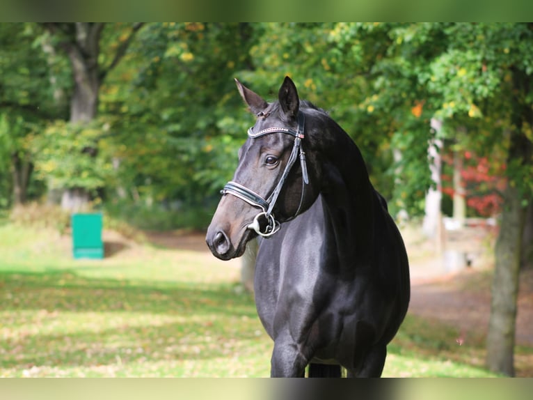 Cheval de sport allemand Jument 6 Ans 160 cm Bai brun in Darmstadt