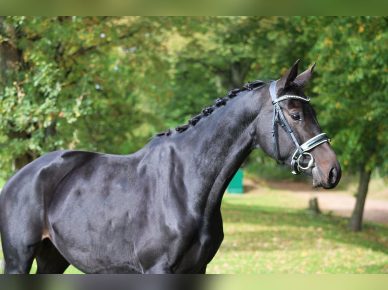 Cheval de sport allemand Jument 6 Ans 160 cm Bai brun in Darmstadt