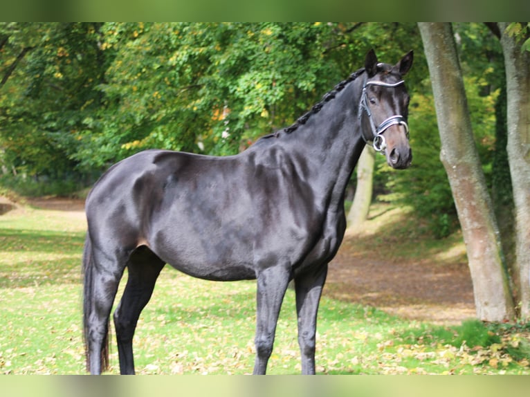 Cheval de sport allemand Jument 6 Ans 160 cm Bai brun in Darmstadt