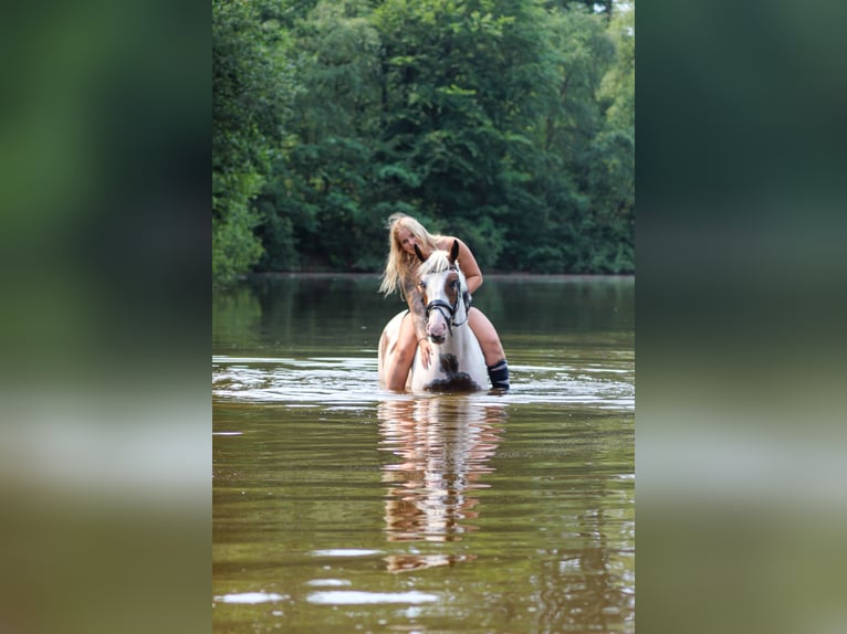 Cheval de sport allemand Jument 6 Ans 160 cm Pinto in Krummh&#xF6;rn