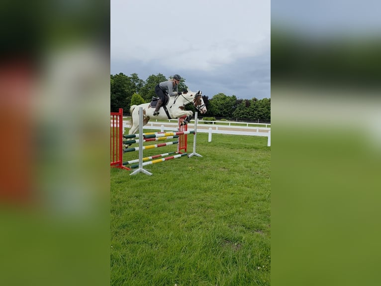 Cheval de sport allemand Jument 6 Ans 160 cm Pinto in Krummh&#xF6;rn