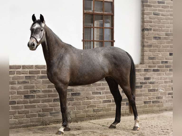 Cheval de sport allemand Jument 6 Ans 161 cm Gris pommelé in Willich