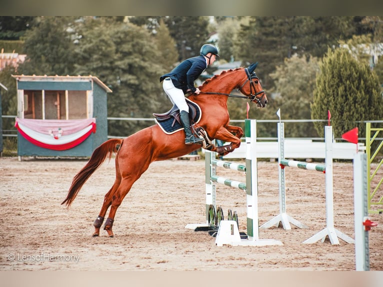 Cheval de sport allemand Jument 6 Ans 162 cm Alezan in Ried am riederberg