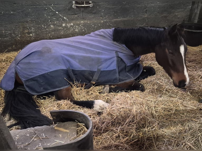 Cheval de sport allemand Jument 6 Ans 162 cm Bai in Leipzig