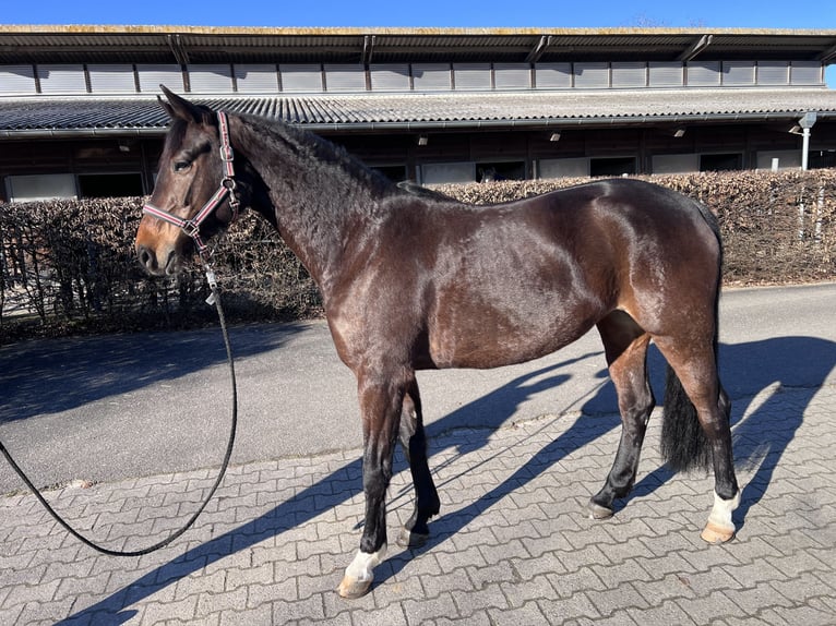 Cheval de sport allemand Jument 6 Ans 163 cm Bai brun in Leonberg