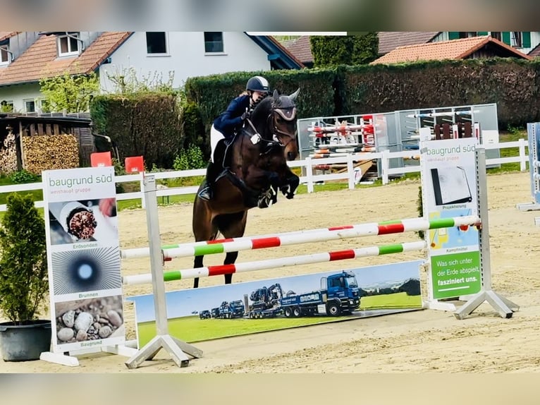 Cheval de sport allemand Jument 6 Ans 163 cm Bai in Wilhelmsdorf