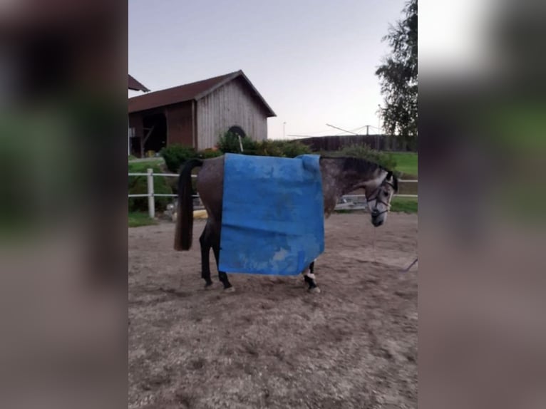 Cheval de sport allemand Jument 6 Ans 163 cm Gris pommelé in Hebertsfelden