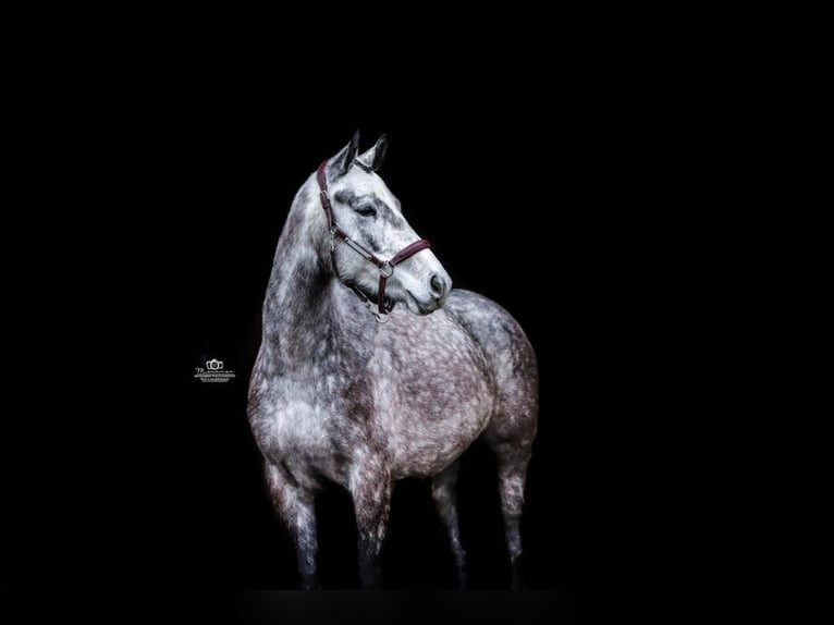 Cheval de sport allemand Jument 6 Ans 163 cm Gris pommelé in Hebertsfelden