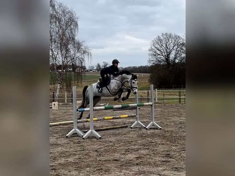 Cheval de sport allemand Jument 6 Ans 163 cm Gris pommelé in Hebertsfelden