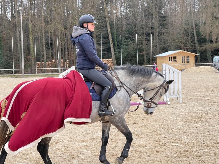 Cheval de sport allemand Jument 6 Ans 163 cm Gris pommelé in Hebertsfelden