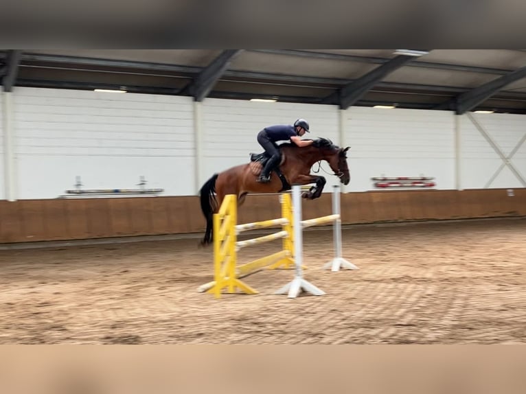 Cheval de sport allemand Jument 6 Ans 164 cm Bai in Penig