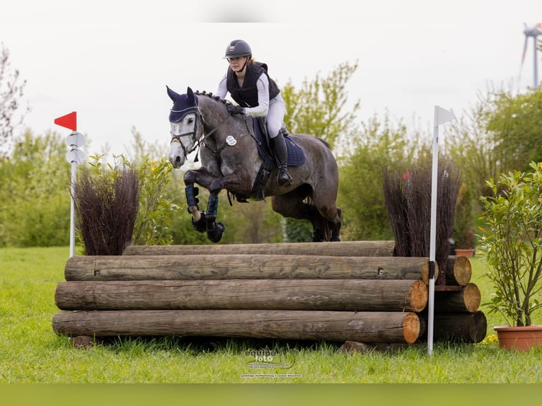 Cheval de sport allemand Jument 6 Ans 164 cm Gris in Kerken