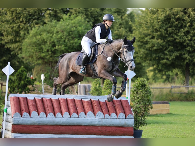 Cheval de sport allemand Jument 6 Ans 164 cm Gris in Kerken