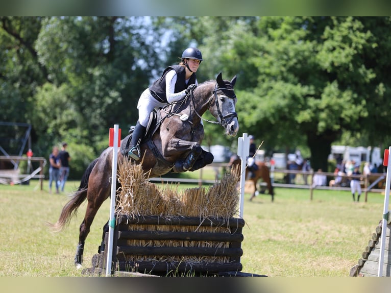 Cheval de sport allemand Jument 6 Ans 164 cm Gris in Kerken