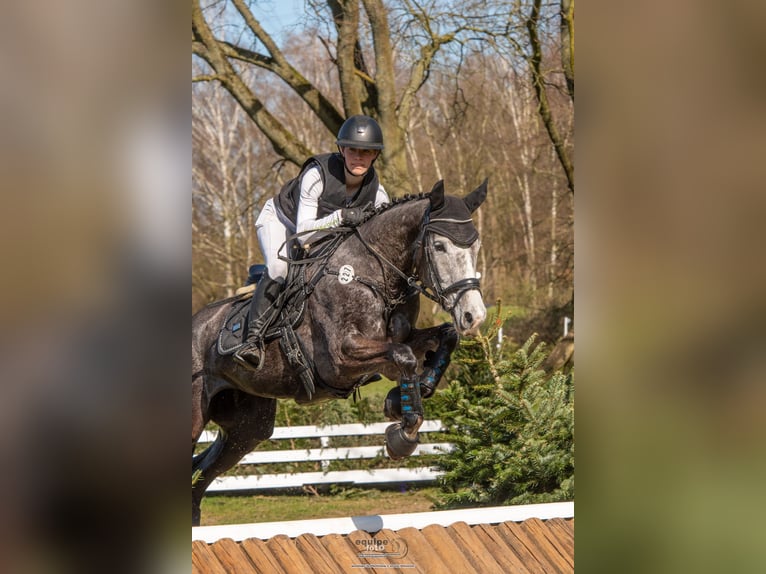Cheval de sport allemand Jument 6 Ans 164 cm Gris in Kerken