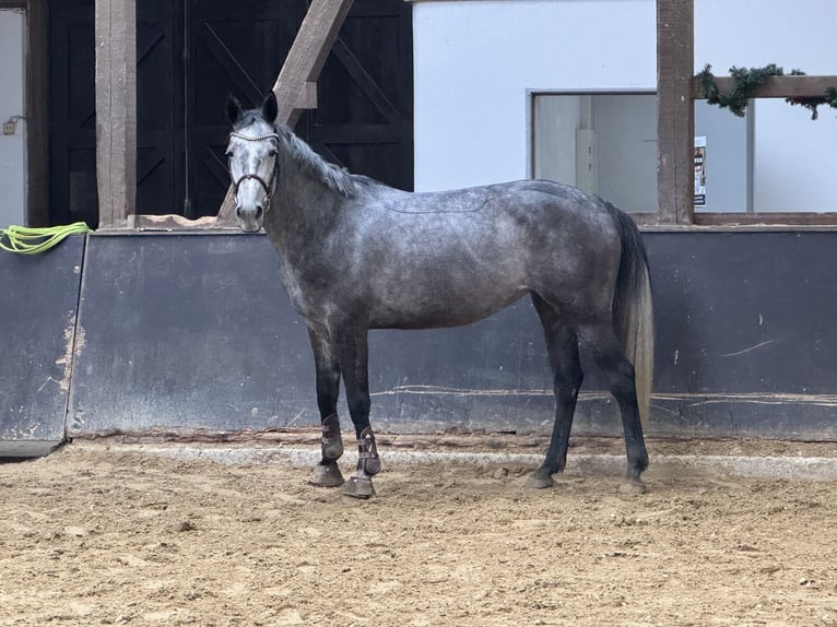 Cheval de sport allemand Jument 6 Ans 164 cm Gris pommelé in Neuwied