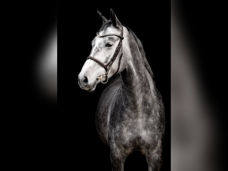 Cheval de sport allemand Jument 6 Ans 164 cm Gris pommelé in Neuwied