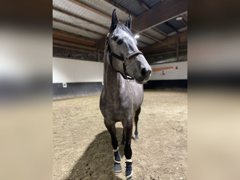 Cheval de sport allemand Jument 6 Ans 164 cm Gris pommelé in Neuwied