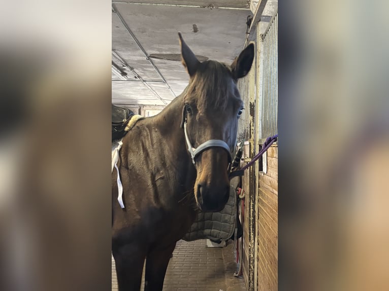 Cheval de sport allemand Jument 6 Ans 165 cm Bai brun in Wilsdruff