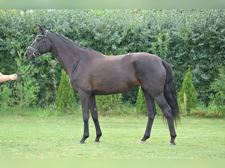 Cheval de sport allemand Jument 6 Ans 165 cm Bai brun in Gomadingen