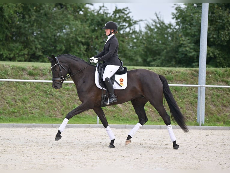 Cheval de sport allemand Jument 6 Ans 165 cm Bai brun in Gomadingen