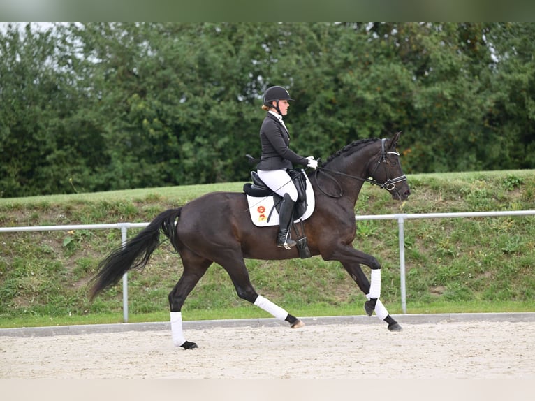Cheval de sport allemand Jument 6 Ans 165 cm Bai brun in Gomadingen