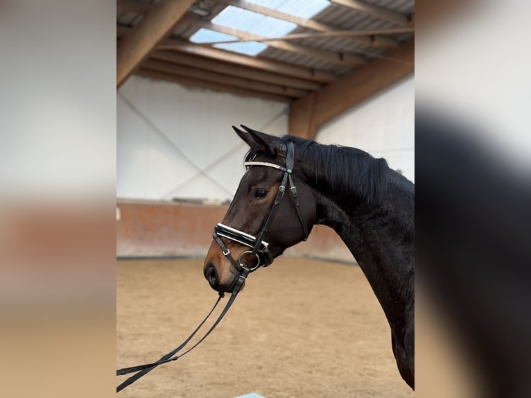 Cheval de sport allemand Jument 6 Ans 165 cm Bai brun in Schöneck