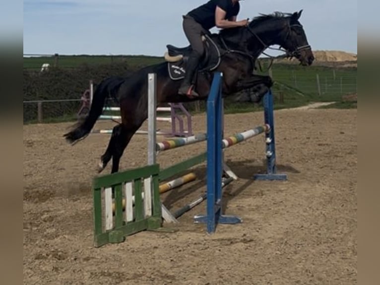 Cheval de sport allemand Jument 6 Ans 165 cm Bai brun in Hohenerxleben